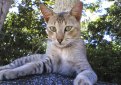 Цейлонская кошка (Кошка Шри-Ланки) / Ceylon Cat (Sri-Lankan Cat)