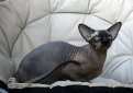 Петерболд (Петербургский сфинкс) / Peterbald Cat