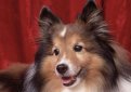 Шелти (Шетландская овчарка) / Shetland Sheepdog (Sheltie)