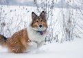 Шелти (Шетландская овчарка) / Shetland Sheepdog (Sheltie)