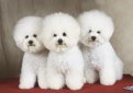 Бишон фризе / Bichon Frise (Bichon Tenerife, Tenerife Dog, Bichon a Poil Frise)