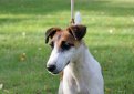 Гладкошерстный фокстерьер / Smooth Fox Terrier