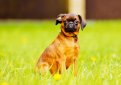 Пти-брабансон (Брабантский грифон, малый брабансон) / Brabancon (Petit Brabancon, Piccolo Brabantino, Canis Lupus Familiaris) Пти-брабансон (Брабантский грифон, малый брабансон) / Brabancon (Petit Brabancon, Piccolo Brabantino, Canis Lupus Familiaris)