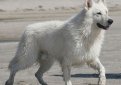 Белая швейцарская овчарка (Белая овчарка, американо-канадская белая овчарка) / Berger Blanc Suisse (White Swiss Shepherd Dog)