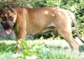 Испанский алано (Алано, испанский бульдог) / Alano Испанский алано (Алано, испанский бульдог) / Alano