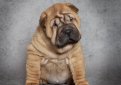 Шарпей (Китайская бойцовая собака) / Shar Pei (Chinese Fighting Dog)