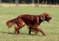 Ирландский сеттер (Ирландский красный сеттер) / Irish Setter (Irish Red Setter)