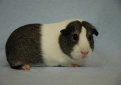 Голландская морская свинка / Dutch Cavy (Holland Guinea Pig)