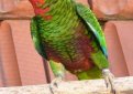 Белоголовый амазон (Кубинский амазон) / Amazona Leucocephala