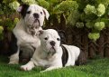 Английский бульдог / English Bulldog (British Bulldog)