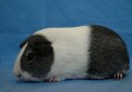 Голландская морская свинка / Dutch Cavy (Holland Guinea Pig)