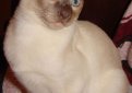 Тонкинез (Тонкинская кошка) / Tonkinese Cat Тонкинез (Тонкинская кошка) / Tonkinese Cat