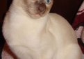 Тонкинез (Тонкинская кошка) / Tonkinese Cat