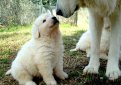 Маремма-абруццкая овчарка (Мареммано-абруццкая овчарка, маремма) / Maremma Sheepdog (Pastore Abruzzese, Cane da Pastore Maremmano-Abruzzese)