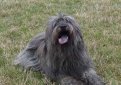 Каталонская овчарка (Гос д'Атура) / Catalan Sheepdog (Perro de Pastor Catalon, Gos d'Atura Catala)