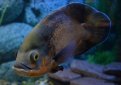Астронотус (Астронотус-оскар, павлиний глаз, астронотус глазчатый) / Astronotus Ocellatus Астронотус (Астронотус-оскар, павлиний глаз, астронотус глазчатый) / Astronotus Ocellatus