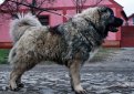 Кавказская овчарка / Caucasian Shepherd (Caucasian Sheepdog)