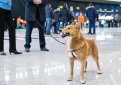 Ваш полёт в надёжных лапах. Служебным "шалайкам" "Аэрофлота" выдали регистрацию Ваш полёт в надёжных лапах. Служебным "шалайкам" "Аэрофлота" выдали регистрацию