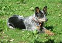 Австралийский хилер (Австралийская пастушья собака) / Australian Cattle Dog