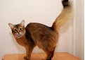 Сомали (Сомалийская кошка) / Somali Cat