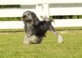 Лион бишон (Бишон лион, левхен, лоучен, львиная собака) / Lion Bichon (Petit Chien Lion Lowchen, Little Lion Dog)