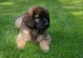 Леонбергер / Leonberger