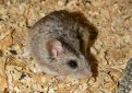 Длиннохвостый хомячок / Cricetulus Longicaudatus Длиннохвостый хомячок / Cricetulus Longicaudatus