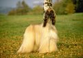Афганская борзая / Afghan Hound (Ogar Afgan, Eastern Greyhound, Persian Greyhound, Tazi)