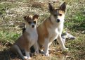 Лундехунд (Норвежская тупиковая лайка) / Norwegian Lundehund (Lundehund, Norwegian Puffin Dog)