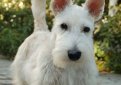 Шотландский терьер (Скотч-терьер, скотти) / Scottish Terrier (Scottie, Aberdeen Terrier)