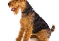 Вельштерьер (Уэльский терьер, вельш-терьер) / Welsh Terrier (Welshie)