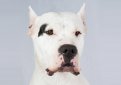 Аргентинский дог (Аргентинский мастиф, дого аргентино) / Dogo Argentino (Argentinian Mastiff)