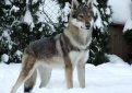 Чехословацкая волчья собака (Чехословацкий влчак) / Czechoslovakian Wolf Dog (Ceskoslovensky Vlsak)