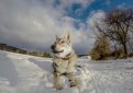 Чехословацкая волчья собака (Чехословацкий влчак) / Czechoslovakian Wolf Dog (Ceskoslovensky Vlsak)