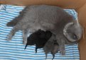 Роды британской кошки Роды британской кошки