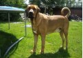 Датский брохольмер (Брохольмер, брогольмер) / Danish Broholmer (Broholmer, Danish Mastiff)