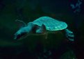 Двухкоготная черепаха (Свинорылая, свиноносая) / Carettochelys Insculpta (Fly River, Pig-Nosed, Pig-Nose) Двухкоготная черепаха (Свинорылая, свиноносая) / Carettochelys Insculpta (Fly River, Pig-Nosed, Pig-Nose)