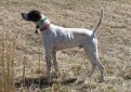 Английский пойнтер (Пойнтер) / English Pointer (Pointer)