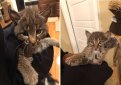 “Кажется, я спасла рысь”. Девушка нашла на дороге необычного котёнка и принесла к себе домой “Кажется, я спасла рысь”. Девушка нашла на дороге необычного котёнка и принесла к себе домой
