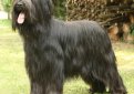 Бриар (Французская овчарка) / Briard (Berger Briard, Berger de Brie)