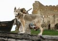 Чехословацкая волчья собака (Чехословацкий влчак) / Czechoslovakian Wolf Dog (Ceskoslovensky Vlsak)