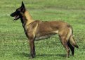 Малинуа (Бельгийская овчарка малинуа) / Belgian Shepherd Malinois (Malinois,  Belgian Malinois)