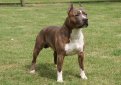Стаффорд (Американский стаффордширский терьер) / American Staffordshire Terrier Стаффорд (Американский стаффордширский терьер) / American Staffordshire Terrier