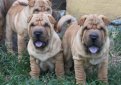 Шарпей (Китайская бойцовая собака) / Shar Pei (Chinese Fighting Dog)