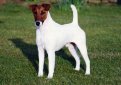 Гладкошерстный фокстерьер / Smooth Fox Terrier