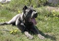 Кане корсо (Итальянская сторожевая собака) / Cane Corso (Sicilian Branchiero)