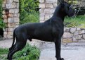 Немецкий дог / Deutsche Dogge (Great Dane, German Mastiff)