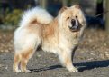 Чау-Чау / Chow-Chow Чау-Чау / Chow-Chow