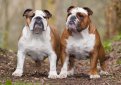 Английский бульдог / English Bulldog (British Bulldog)