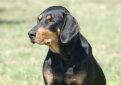 Венгерский бракк (Эрдели копо, трансильванская гончая) / Hungarian Hound (Erdelyi Kopo, Transylvanian Hound)